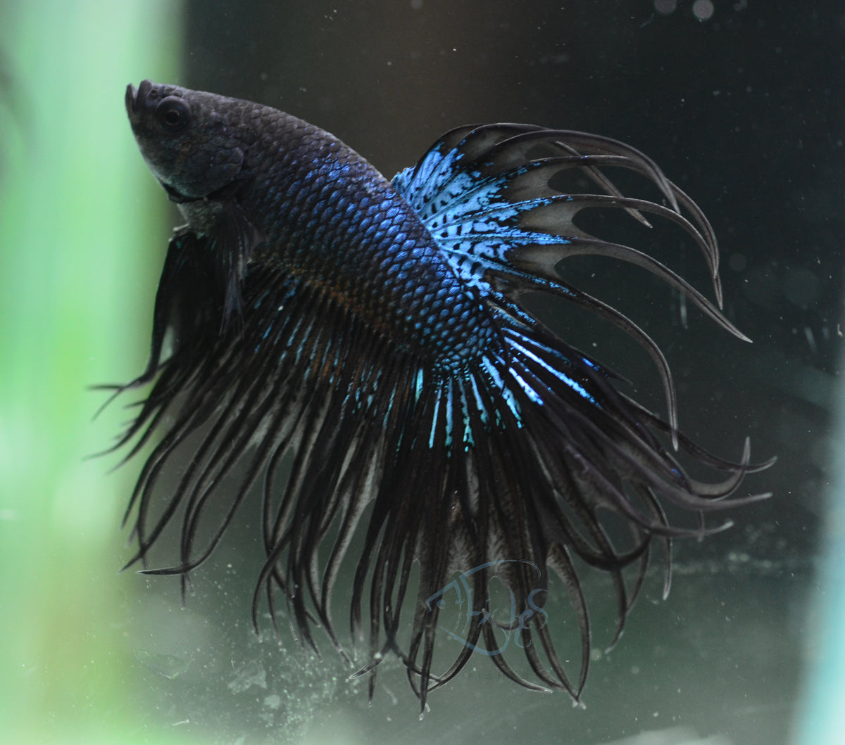 Black Orchid King Crowntail Male
