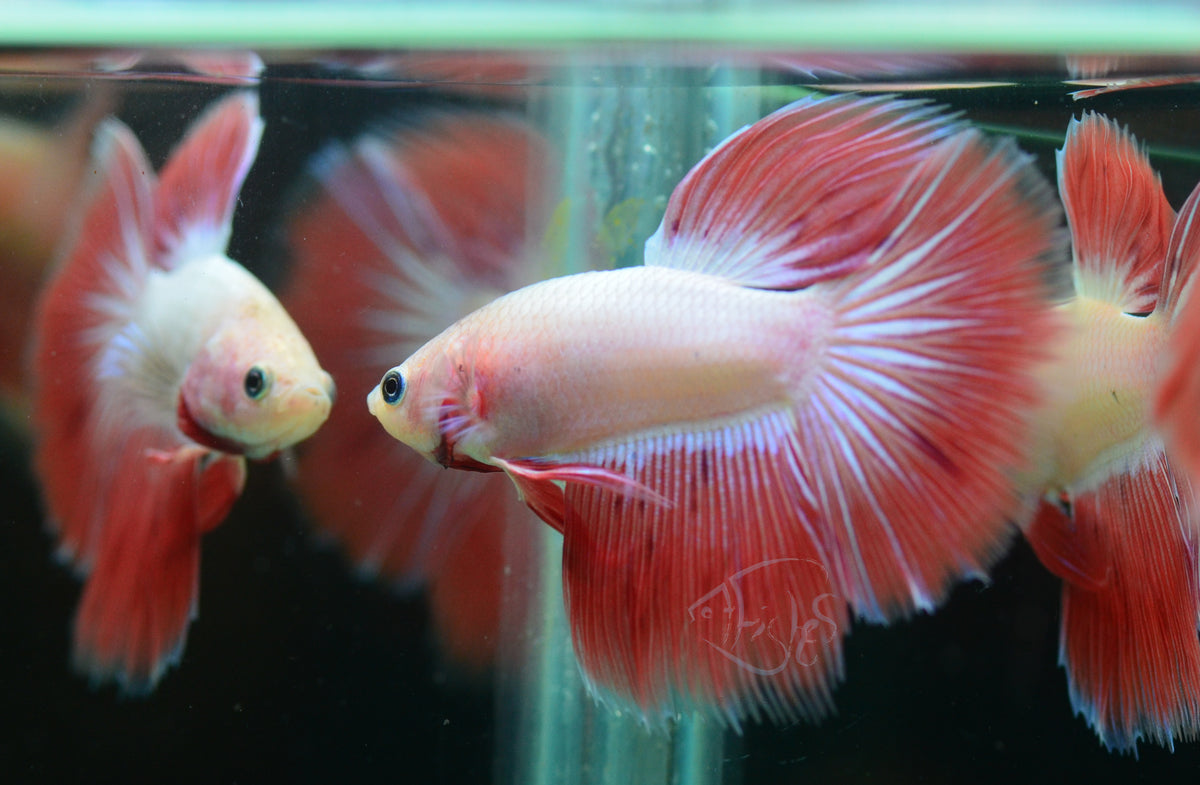 Pastel Orange Halfmoon Male