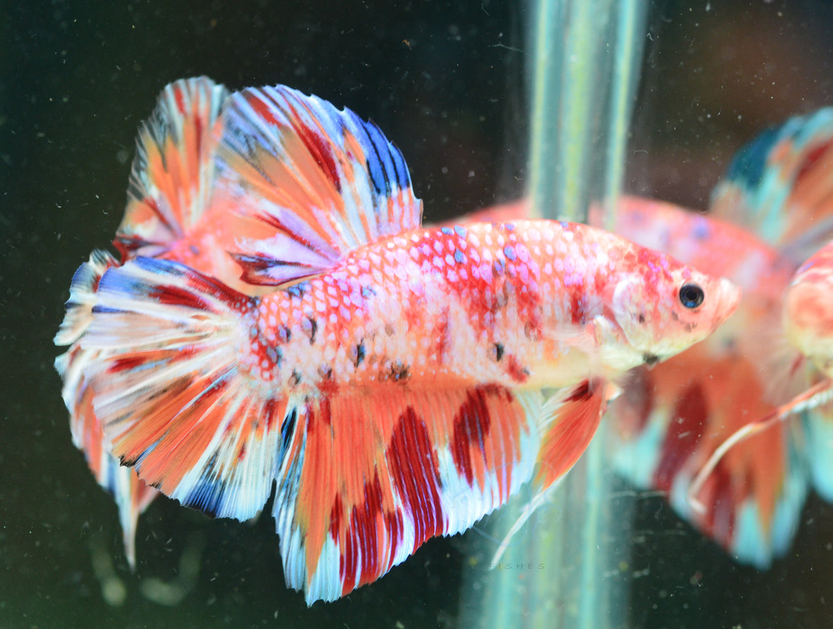 Giant Iridescent Nemo HMPK Male