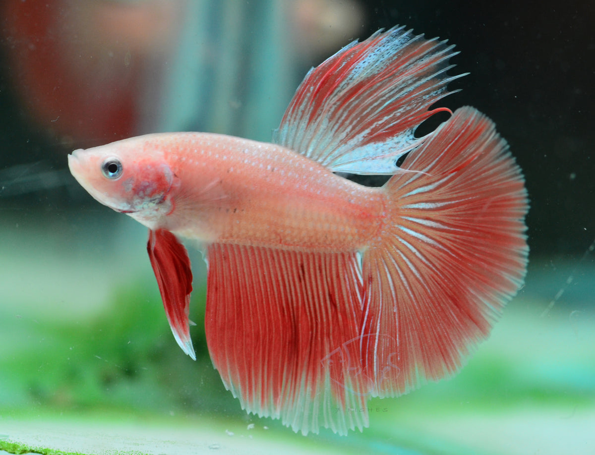 Orange Halfmoon Male