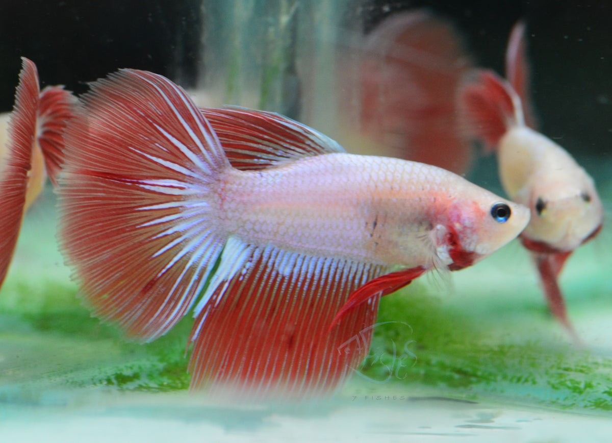 Pastel Orange Delta-tail Male