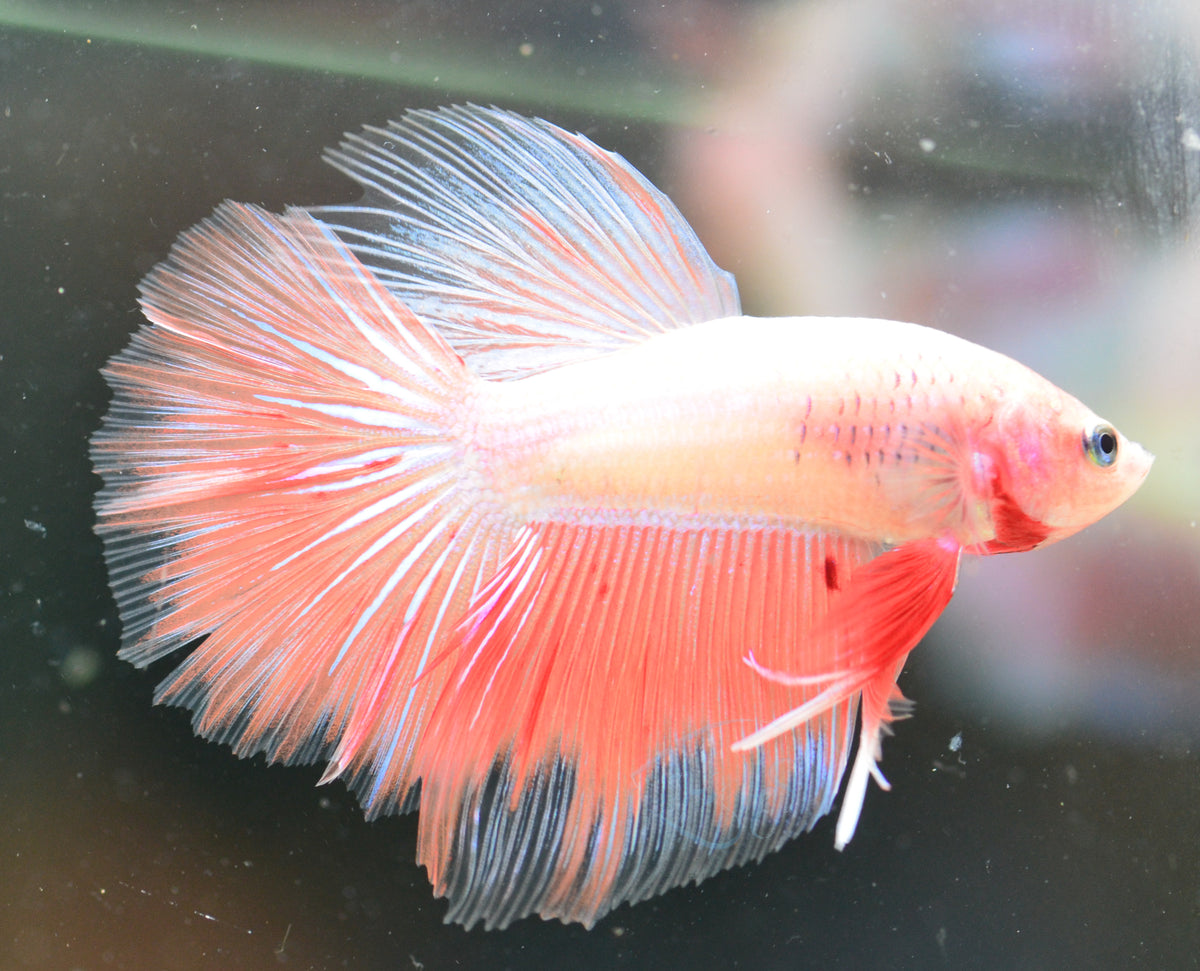 Pastel Orange Halfmoon Male