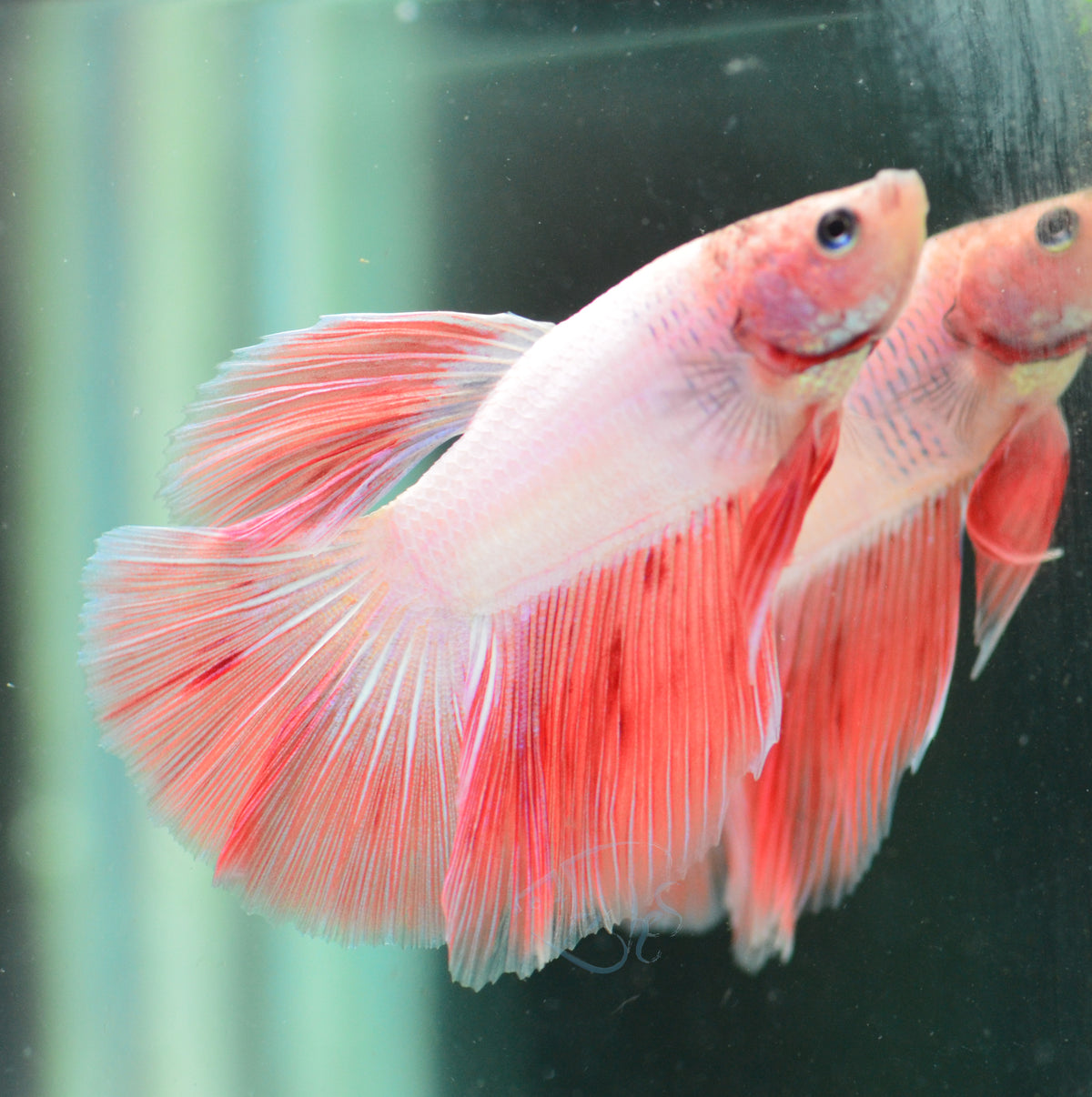 Pastel Orange Halfmoon Male