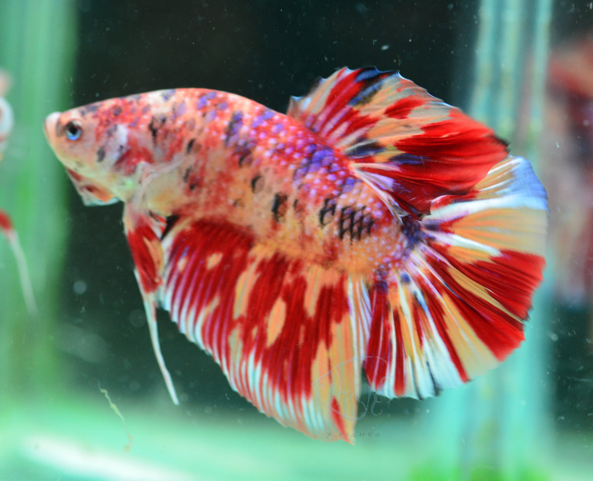 Giant Nemo HMPK Male
