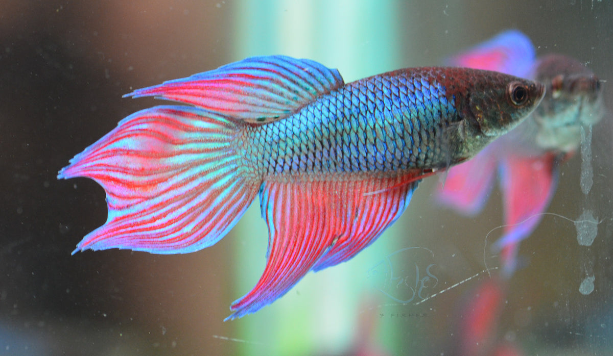 Turquoise Bicolour Veiltail Female