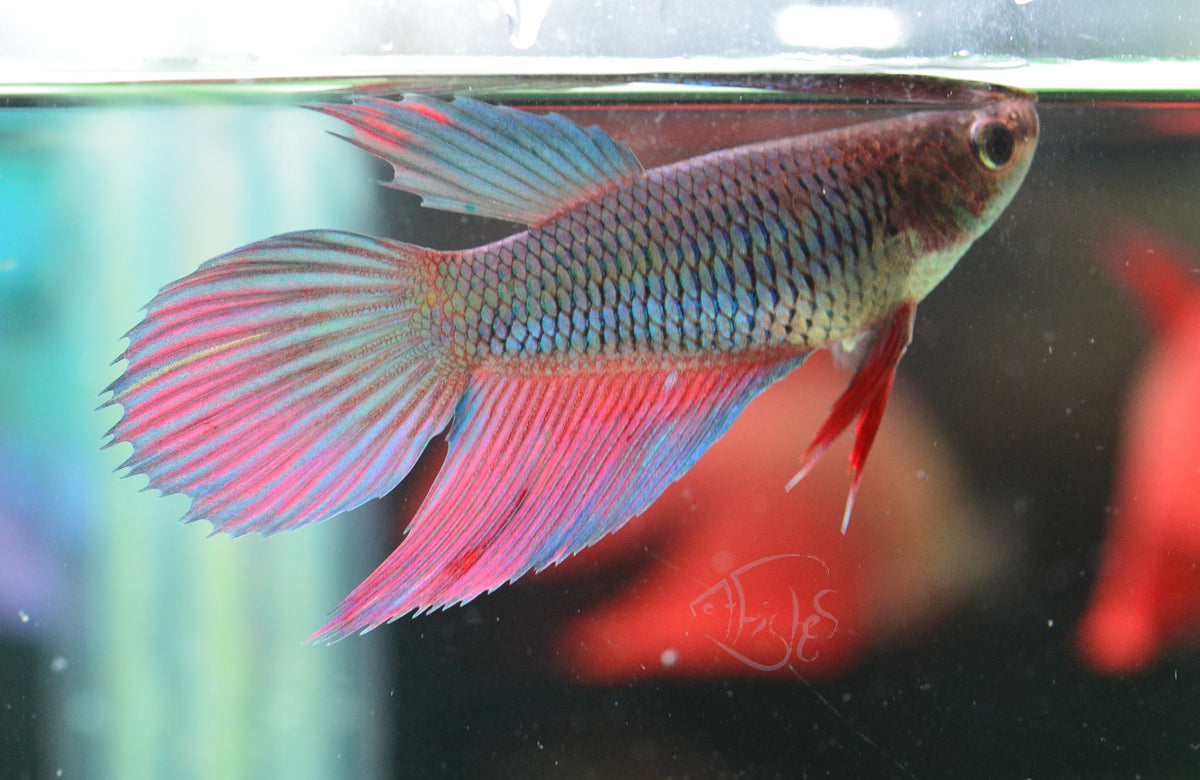 Turquoise Bicolour Veiltail Female