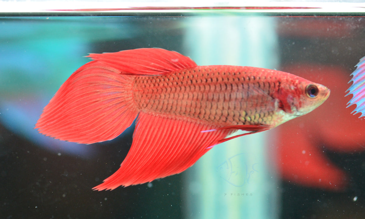 Red Veiltail Female