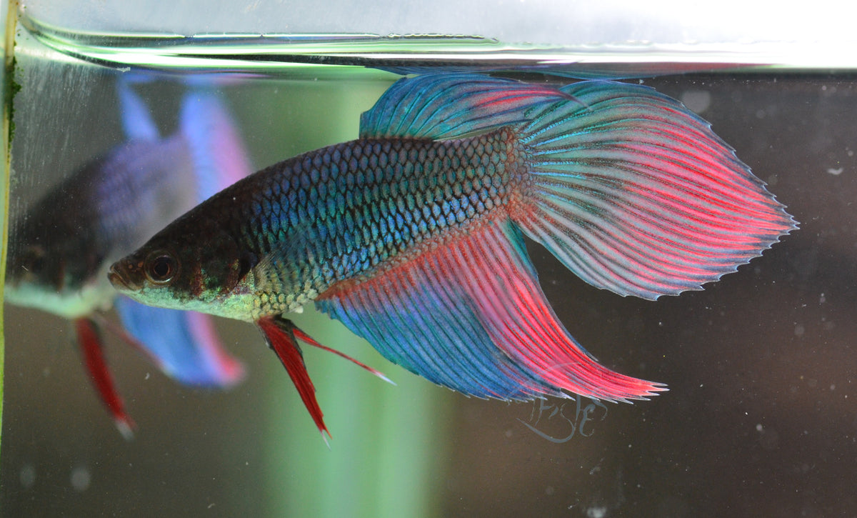 Bicolour Veiltail Female