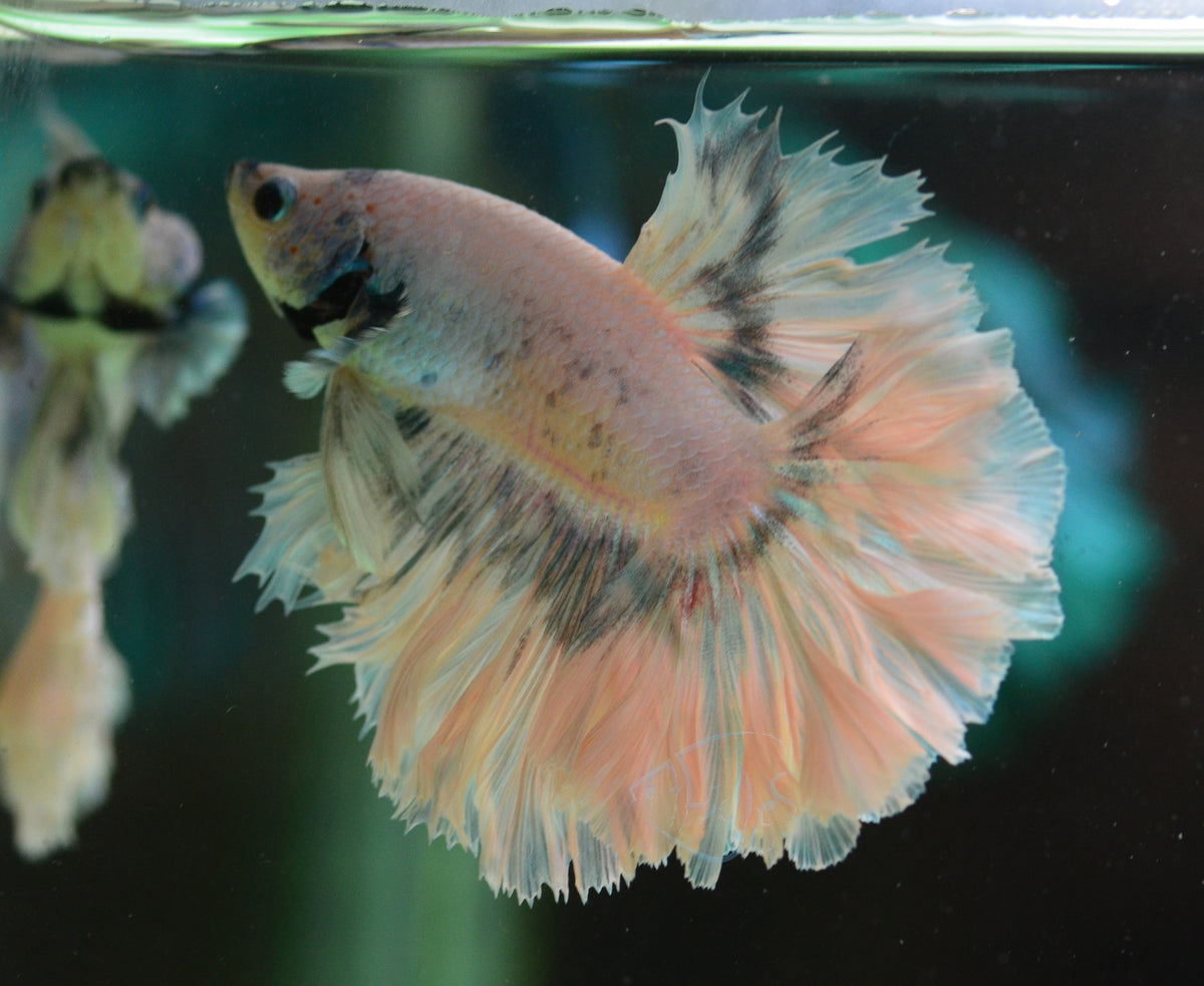 Platinum Grizzle Rosetail Male