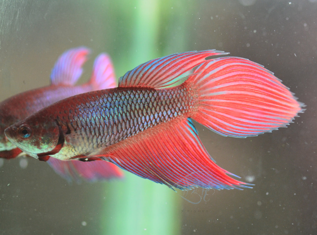 Bicolour Veiltail Female