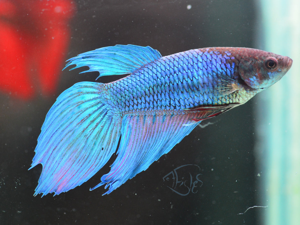 Blue Veiltail Female