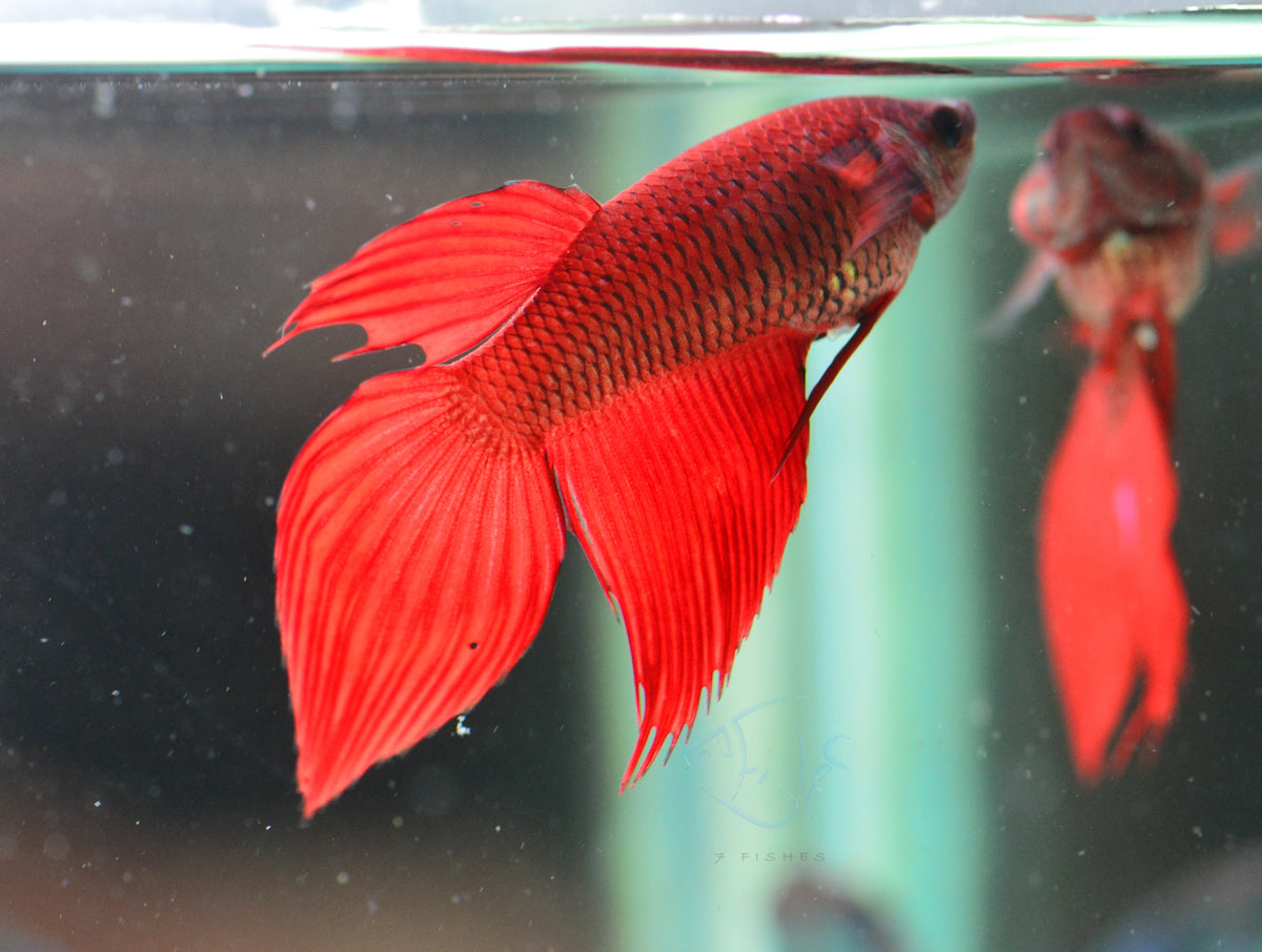 Red Veiltail Female