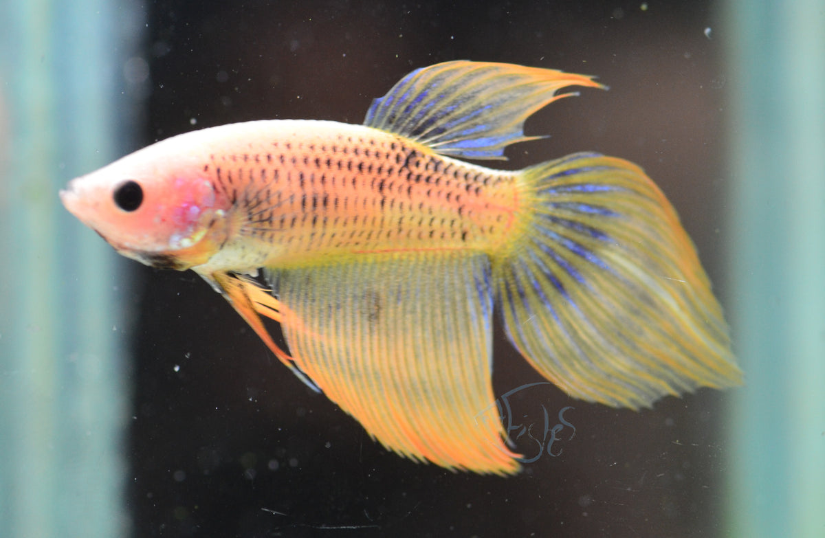 Yellow Veiltail Female
