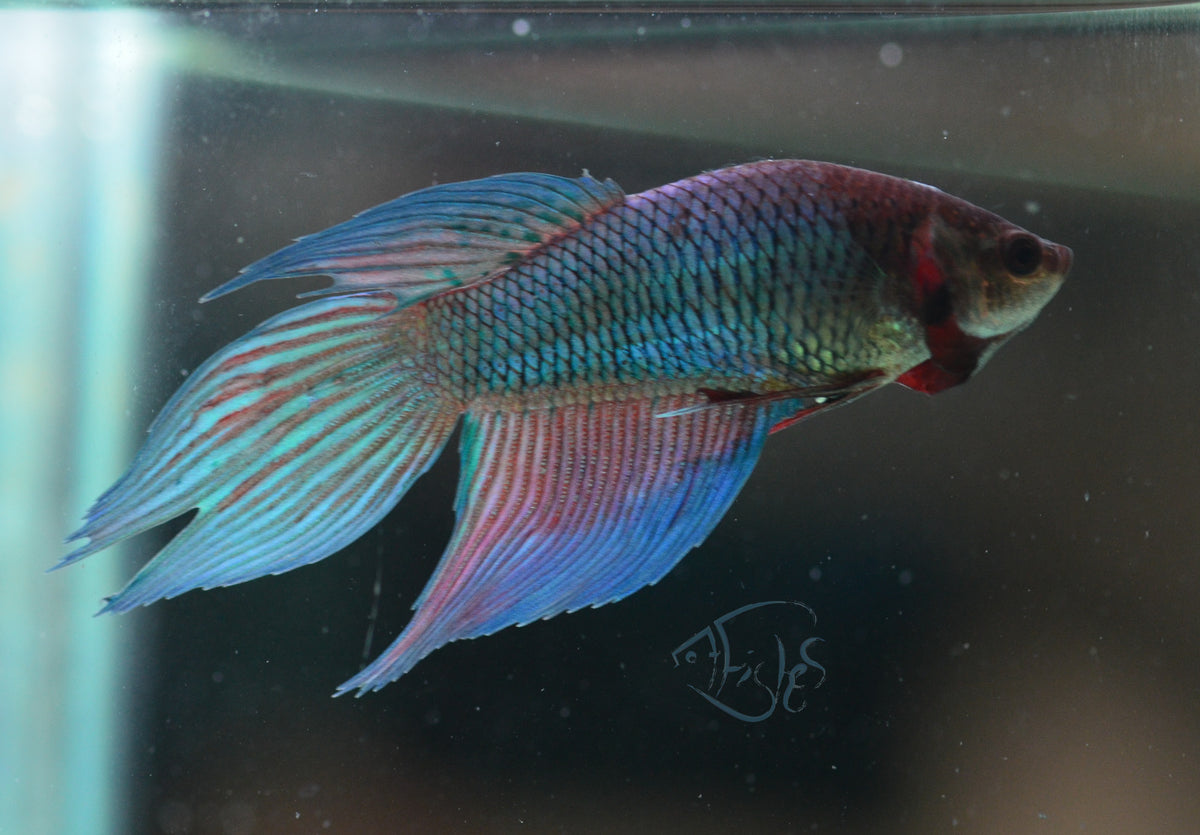 Turquoise Veiltail Female