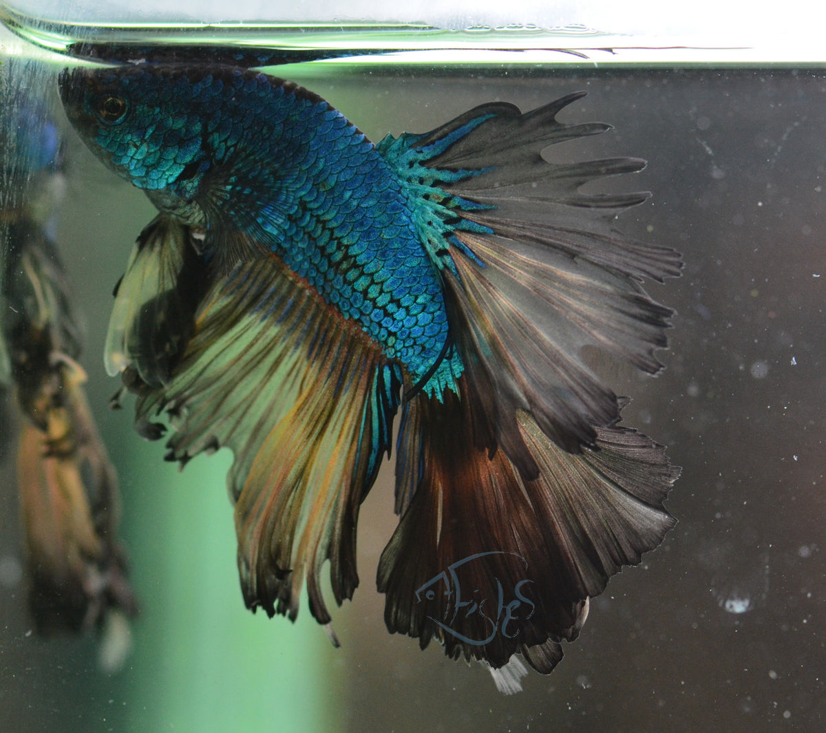 Mustard Halfmoon Male