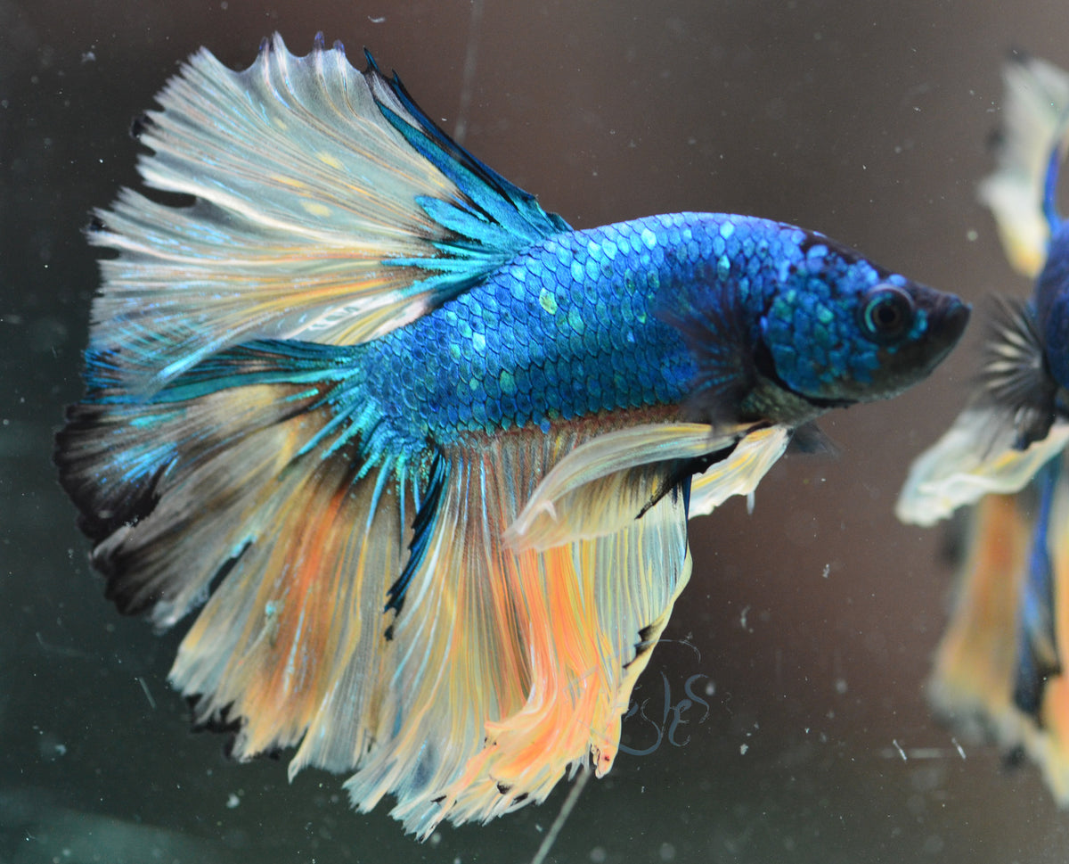 Mustard Halfmoon Male
