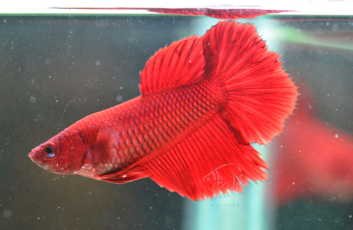 Red Halfmoon Female