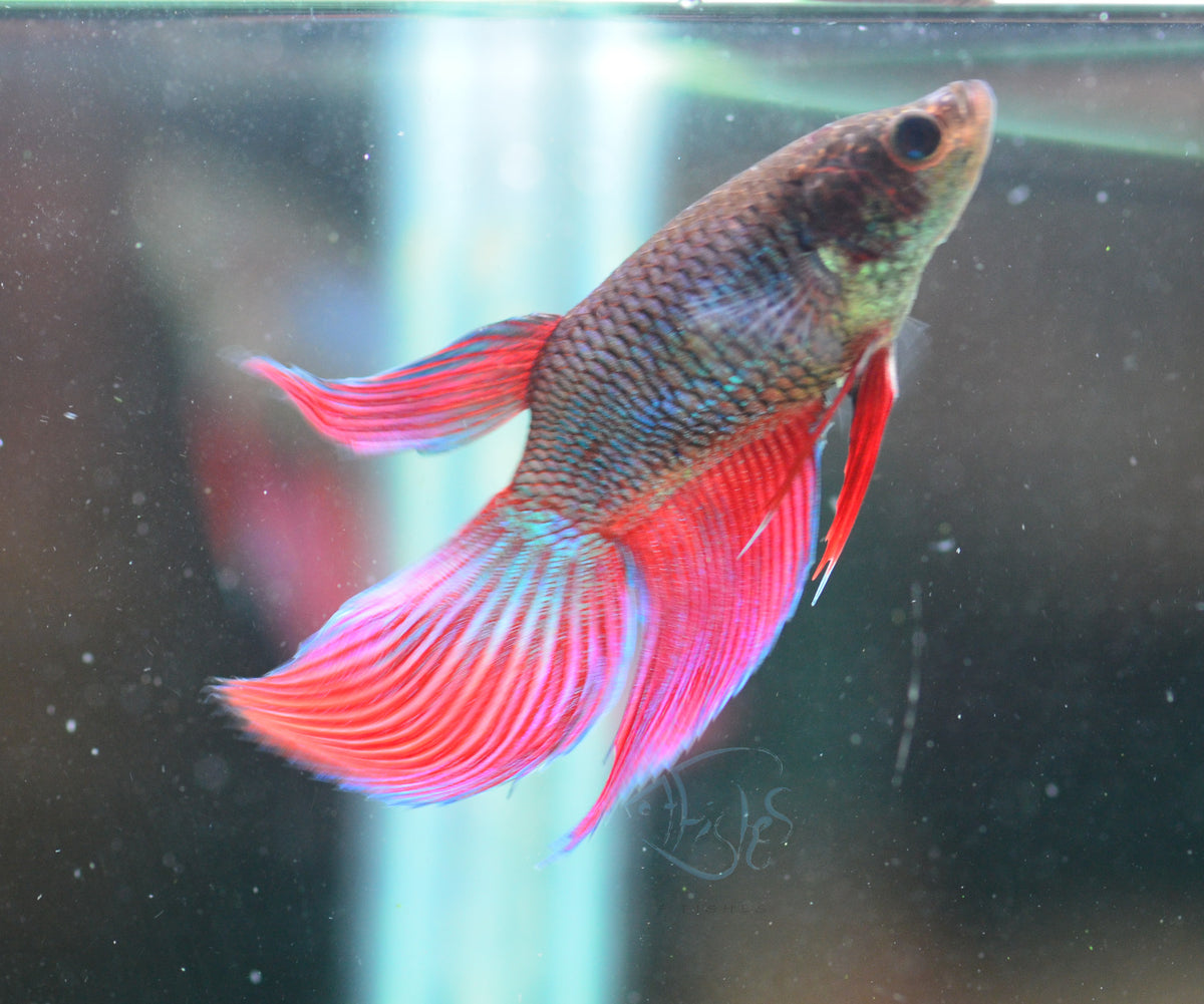 Bicolour Veiltail Female