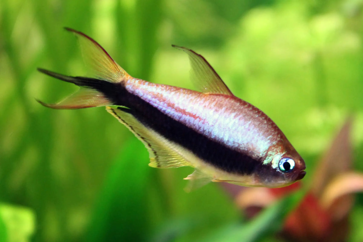 Emperor Tetra 10 Pack