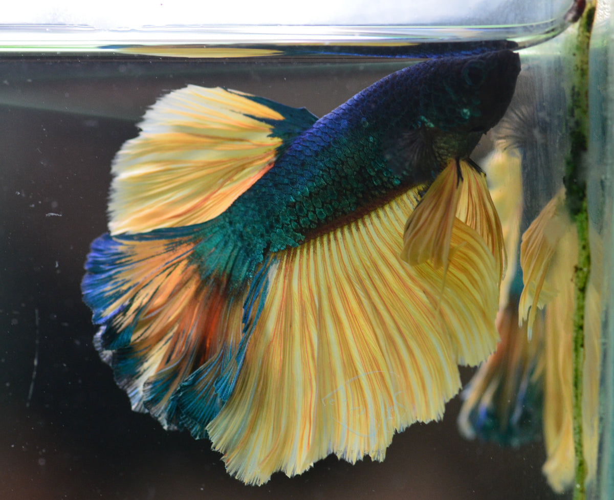 Mustard Halfmoon Male