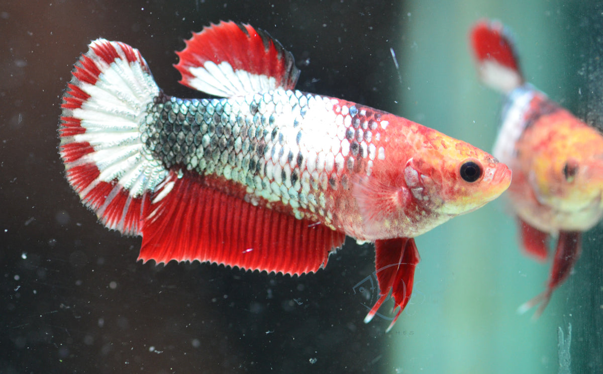 FCCP HMPK Female