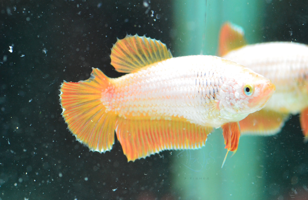 Yellow Dragon HMPK Female
