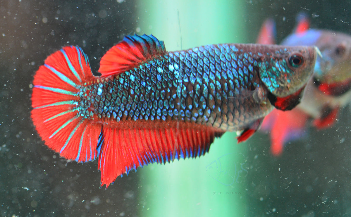 Bi-Colour HMPK Female
