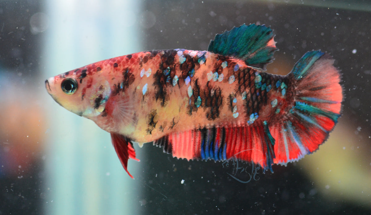 Nemo HMPK Female