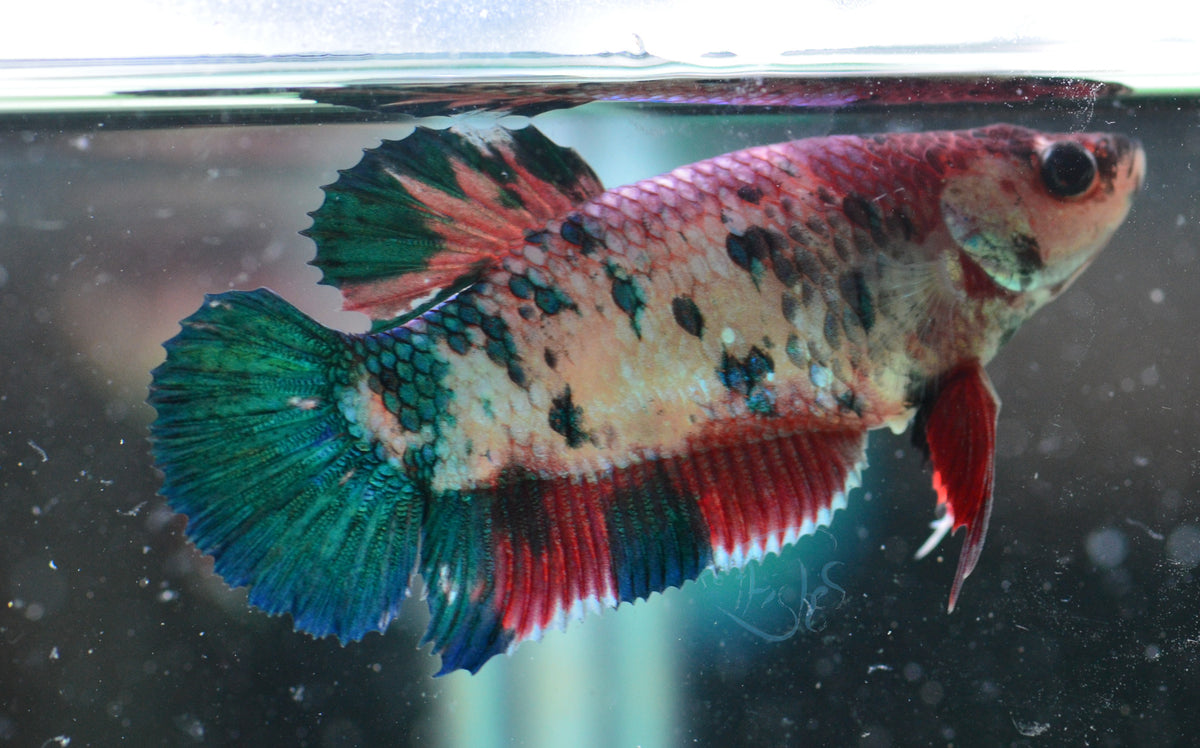 Fancy Koi HMPK Female