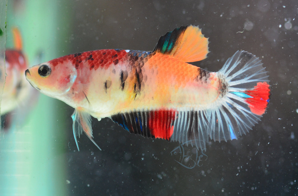 Nemo HMPK Female