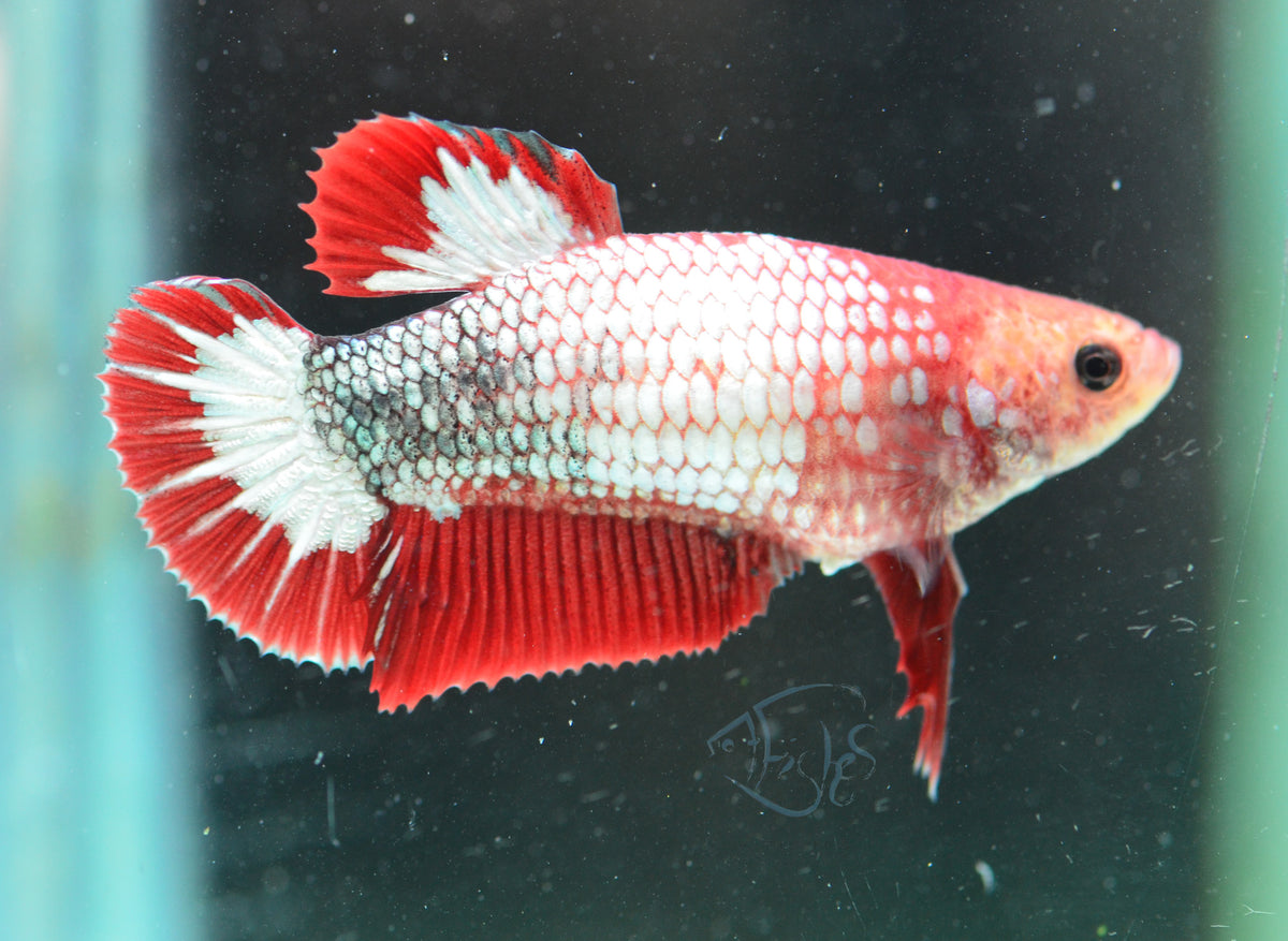 FCCP HMPK Female