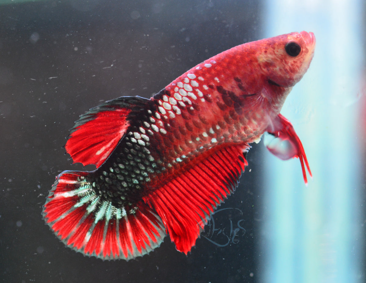 FCCP HMPK Female