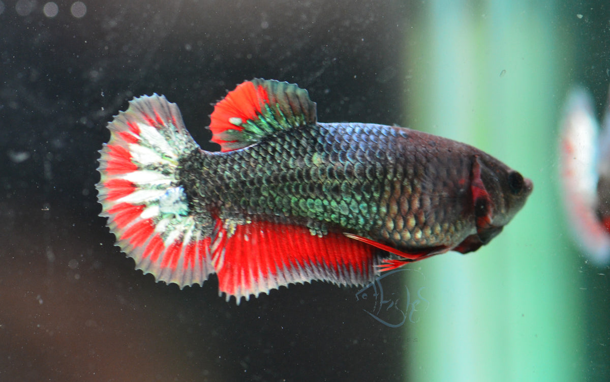 Copper Red HMPK Female