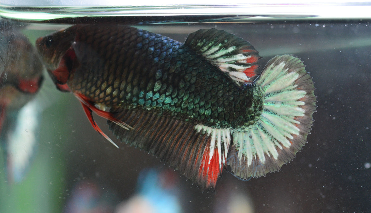 Copper HMPK Female