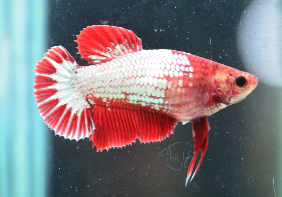 FCCP HMPK Female