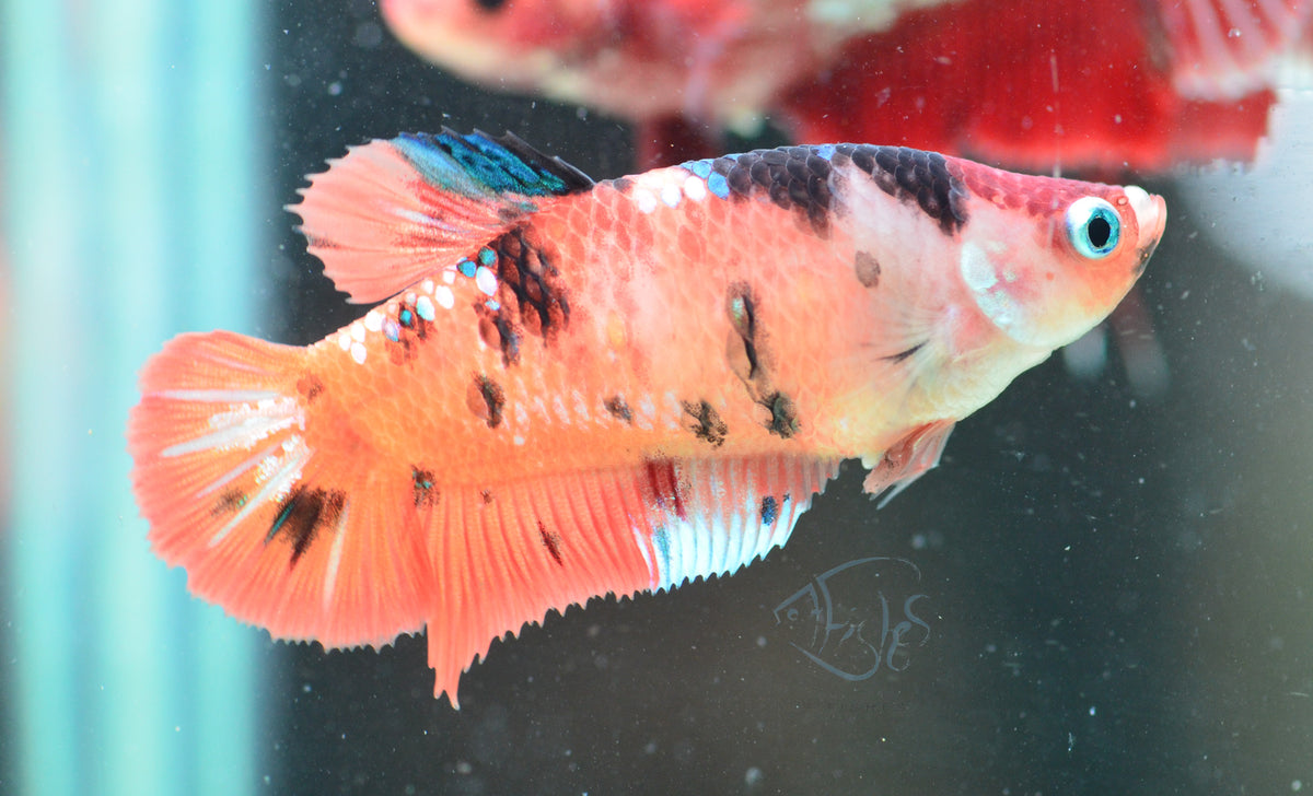 Nemo HMPK Female