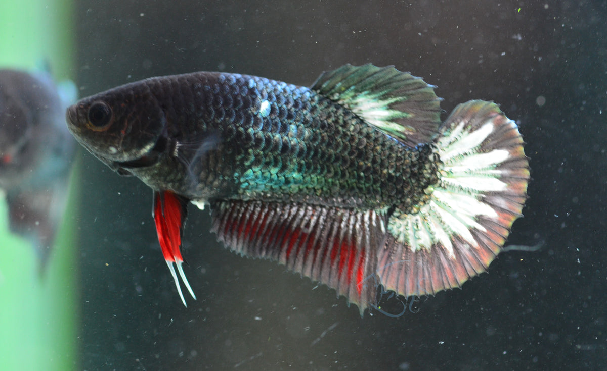 Copper HMPK Female