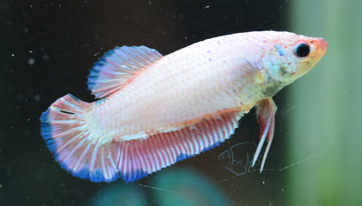 Blue Pink Rim HMPK Female