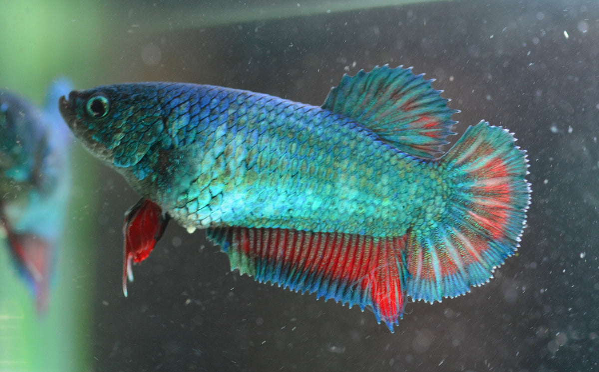 Turquoise HMPK Female
