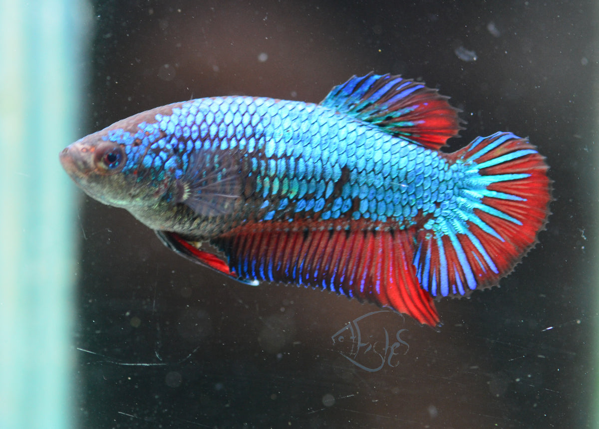Traditional Bicolour HMPK Female