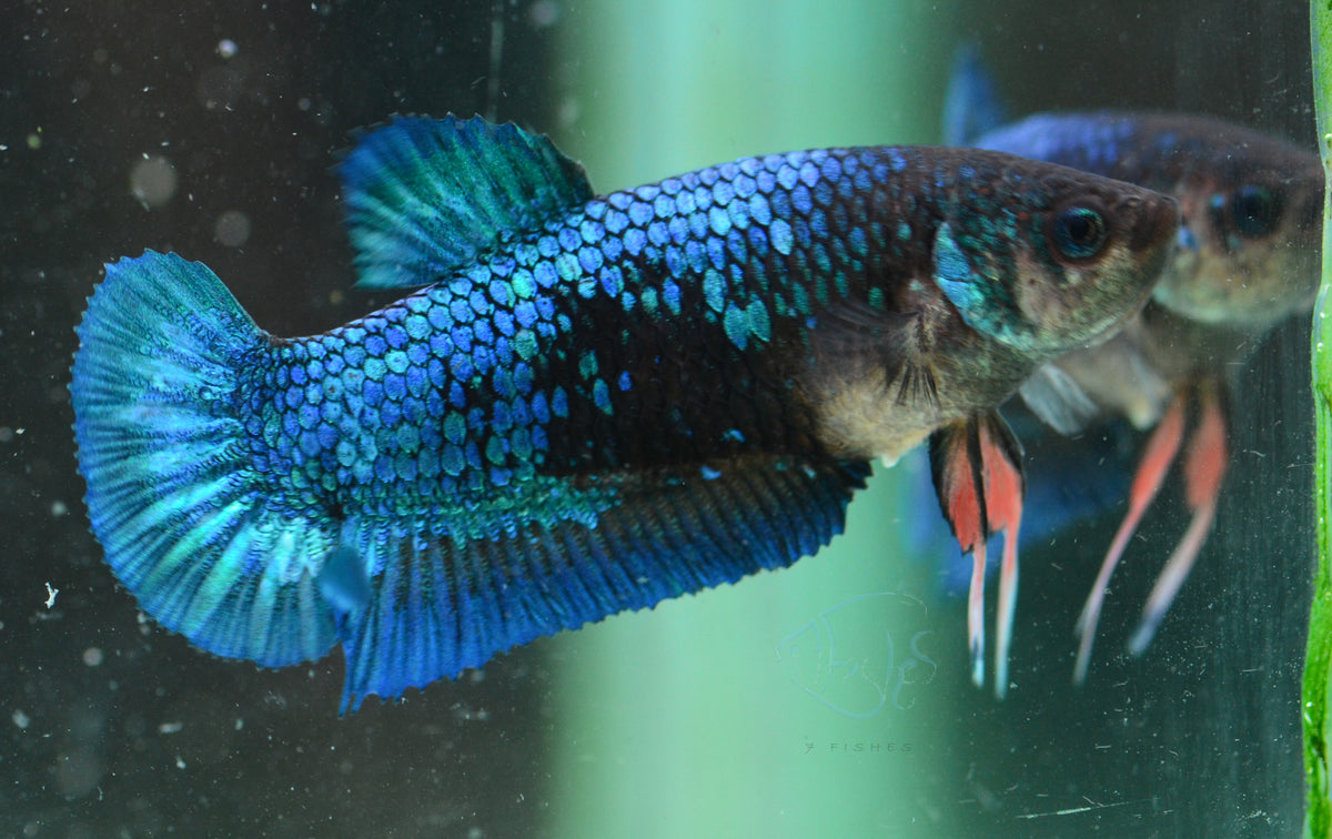 Blue Black HMPK Female