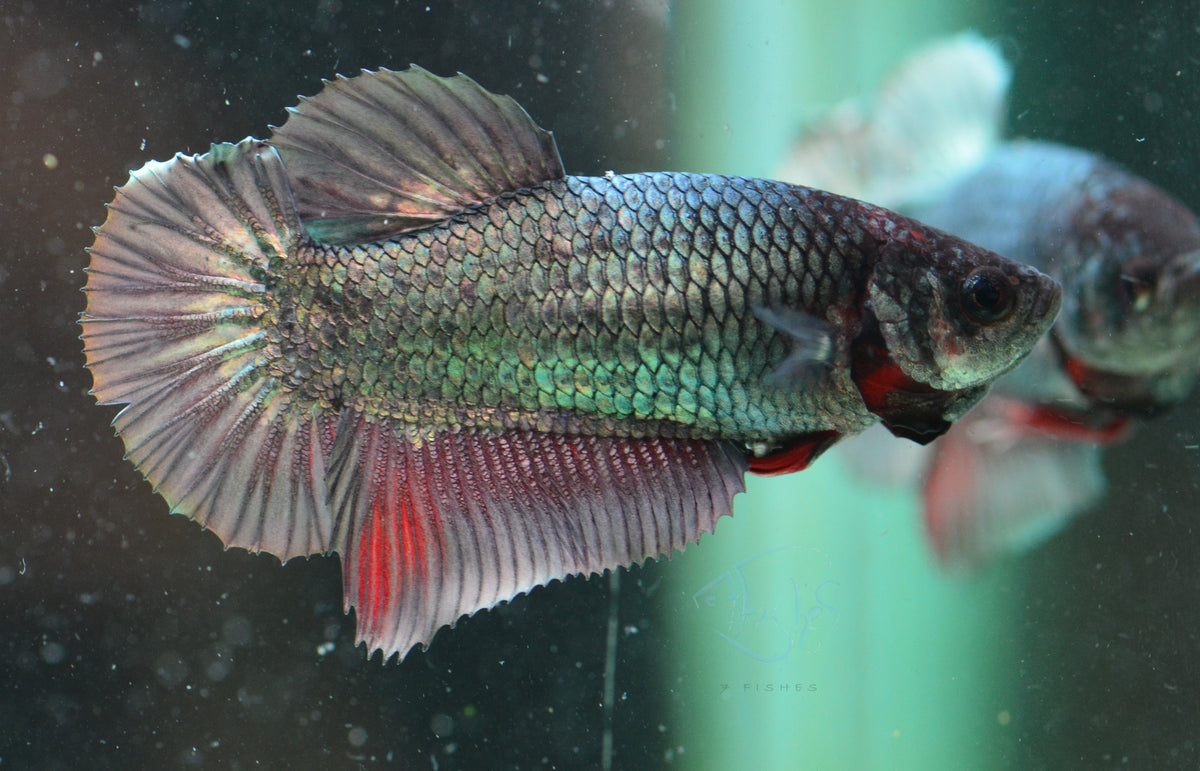 Copper HMPK Female
