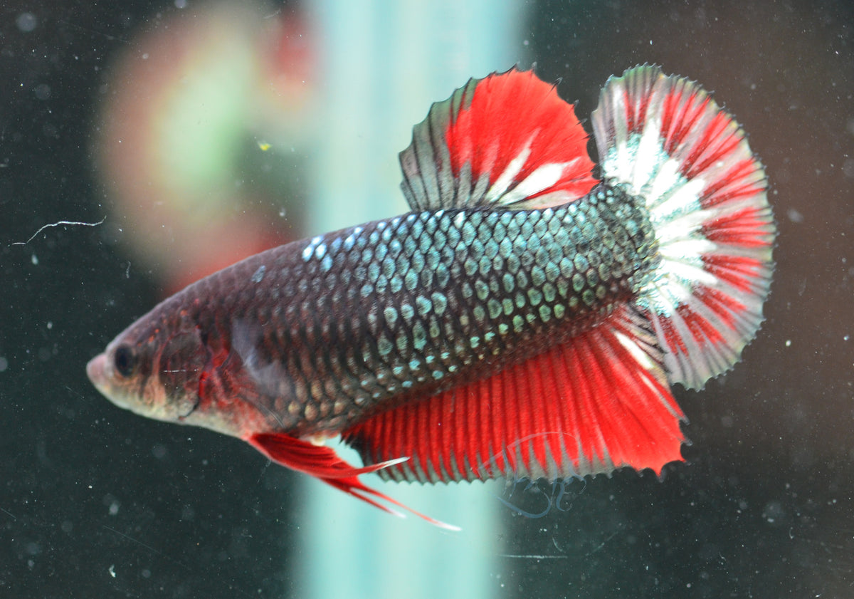 Copper Red HMPK Female