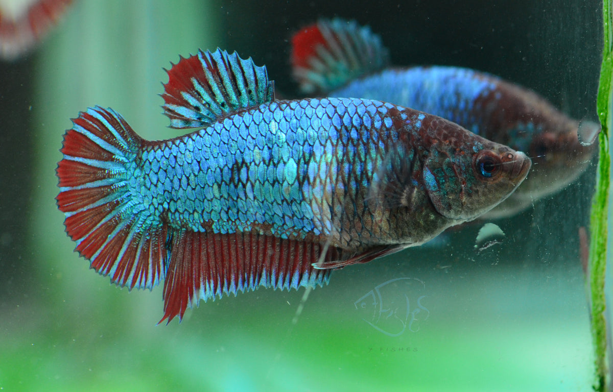 Bicolour HMPK Female