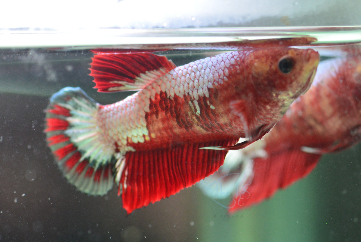 FCCP HMPK Female