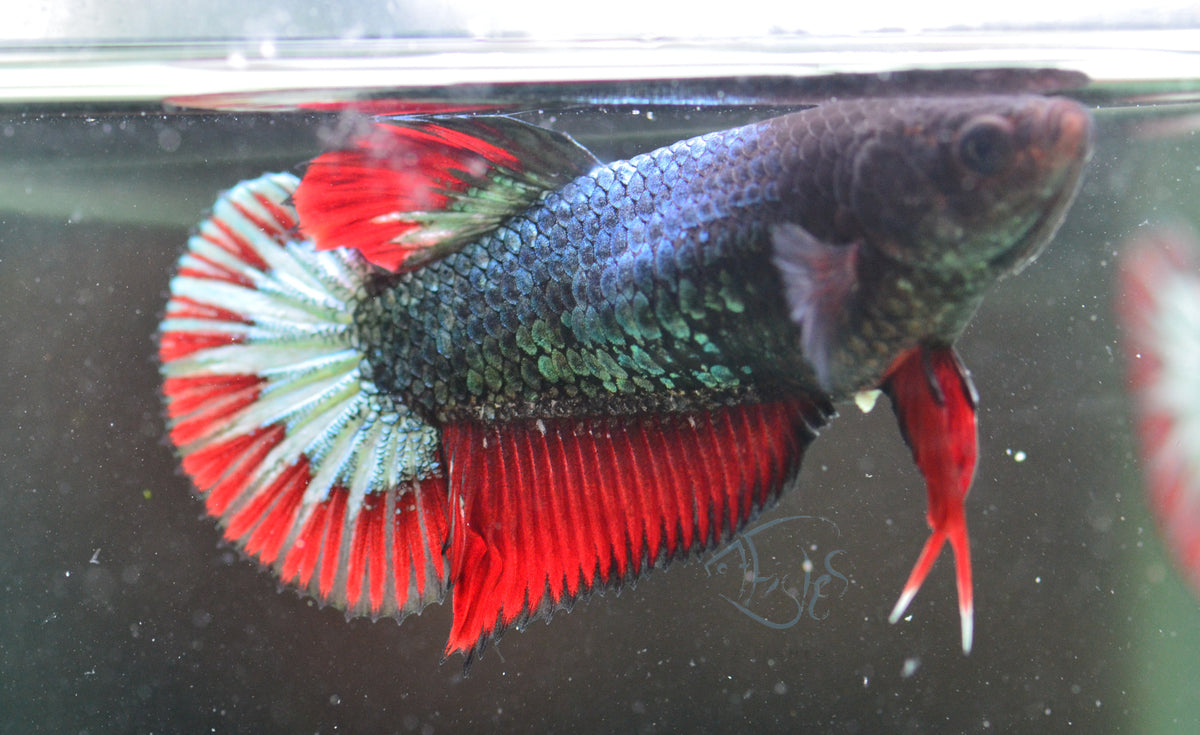 Copper HMPK Female