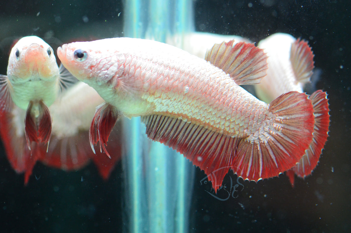 Red Dragon HMPK Female