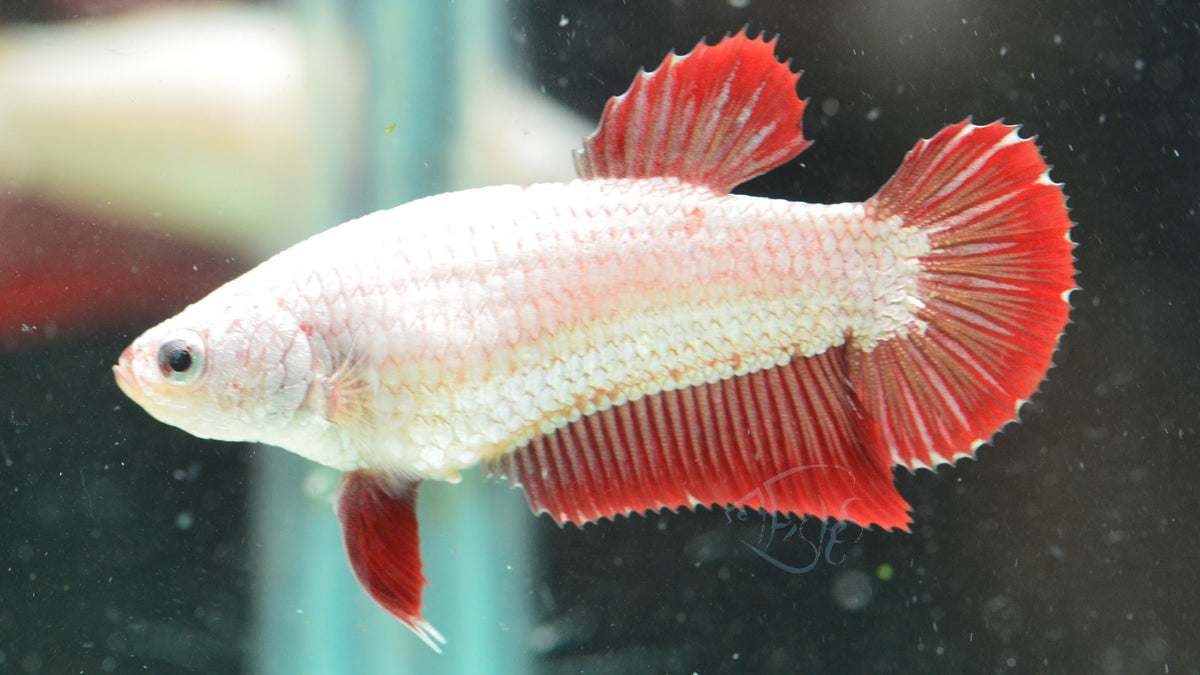 Red Dragon HMPK Female