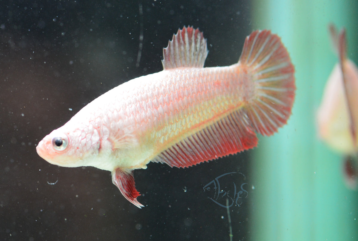 Red Dragon HMPK Female