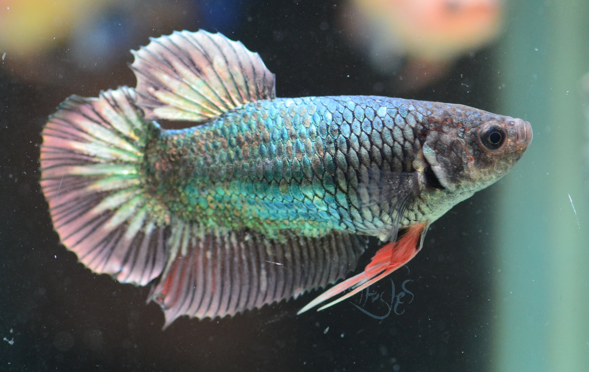 Copper HMPK Female